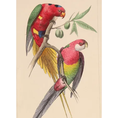 King Parrot – Antique Engraving by Lemaire