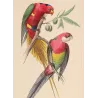 King Parrot & Multicolored Parakeet (Alisterus sp., Psittacula sp.) – Antique Hand-Colored Engraving