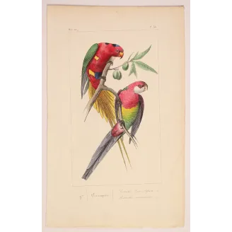 King Parrot – Antique Engraving by Lemaire