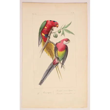 King Parrot – Antique Engraving by Lemaire