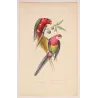 King Parrot & Multicolored Parakeet (Alisterus sp., Psittacula sp.) – Antique Hand-Colored Engraving