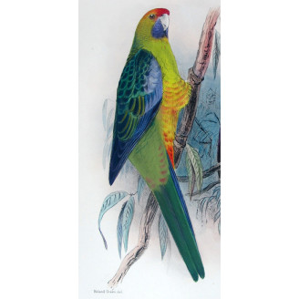 Bare-eyed Cockatoo by Roland Green – The Birds of Australia