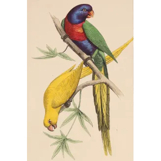 Original hand-colored engraving depicting Blue-Headed & Yellow Parakeets Lorius