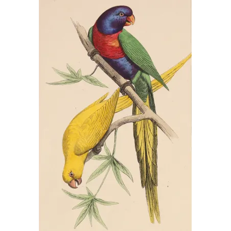 blue-headed-yellow-parakeets-lemaire-antique-print