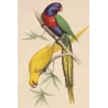 Blue-Headed & Yellow Parakeets (Lorius sp.) – Antique Hand-Colored Engraving by Pauquet