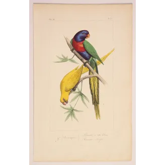 blue-headed-yellow-parakeets-lemaire-antique-print