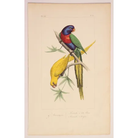 blue-headed-yellow-parakeets-lemaire-antique-print