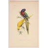 Blue-Headed & Yellow Parakeets (Lorius sp.) – Antique Hand-Colored Engraving by Pauquet
