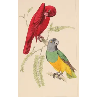 Original hand-colored engraving depicting Red Lory & Grey-Headed Parakeet Lorius unicolor