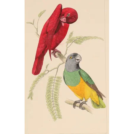 red-lory-grey-headed-parakeet-lemaire-antique-print