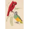 Red Lory & Grey-Headed Parakeet (Lorius unicolor) – Antique Hand-Colored Engraving by Pauquet