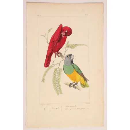 red-lory-grey-headed-parakeet-lemaire-antique-print