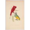 Red Lory & Grey-Headed Parakeet (Lorius unicolor) – Antique Hand-Colored Engraving by Pauquet