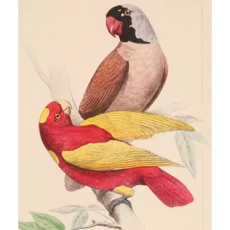 Original hand-colored engraving depicting Mascarene Parakeet & Red-Yellow Parrot Psittacula