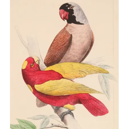 Mascarene Parakeet – Lemaire Antique Hand-Colored Engraving