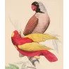 Mascarene Parakeet & Red-Yellow Parrot (Psittacula sp.) – Antique Hand-Colored Engraving by Pauquet