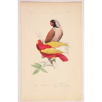 Mascarene Parakeet – Lemaire Antique Hand-Colored Engraving
