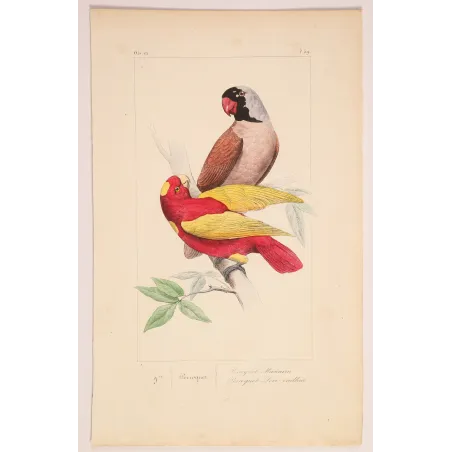 Mascarene Parakeet – Lemaire Antique Hand-Colored Engraving