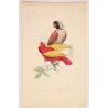 Mascarene Parakeet & Red-Yellow Parrot (Psittacula sp.) – Antique Hand-Colored Engraving by Pauquet