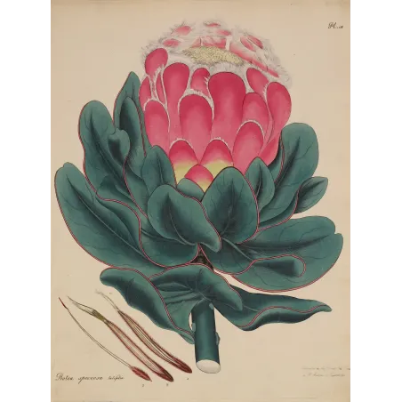 Broad-Leaved Showy Protea original botanical engraving by Henry Charles Andrews