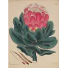 Broad-Leaved Showy Protea original botanical engraving by Henry Charles Andrews