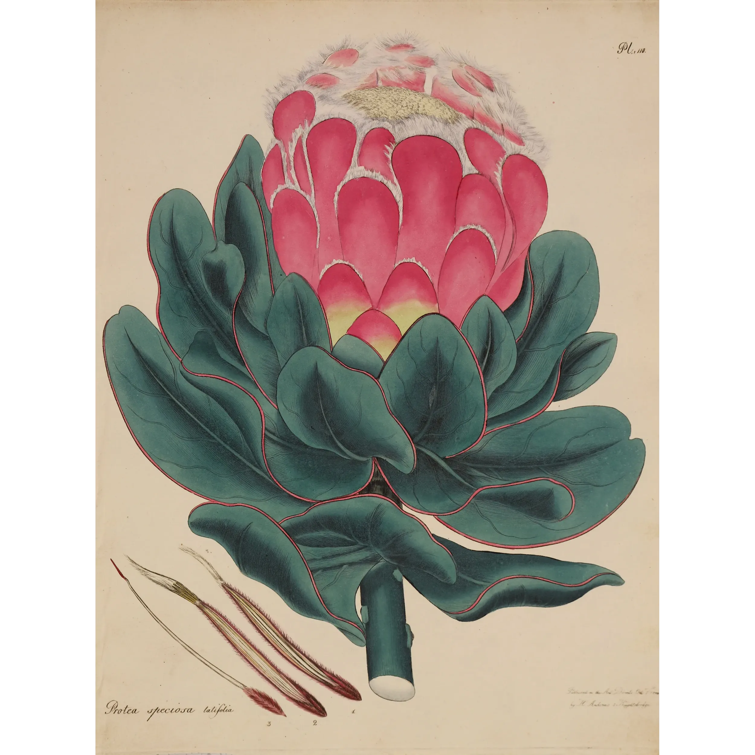 Broad-Leaved Showy Protea original botanical engraving by Henry Charles Andrews