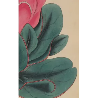 Broad-Leaved Protea Antique Print | Henry Charles Andrews