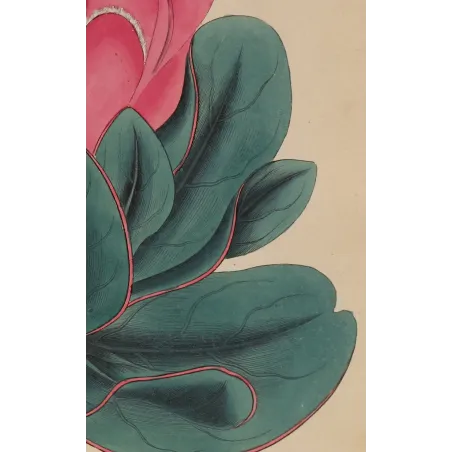 Broad-Leaved Protea Antique Print | Henry Charles Andrews
