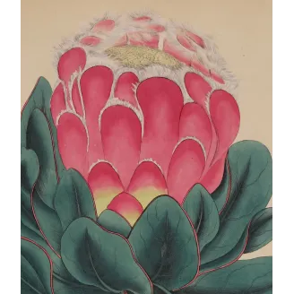 Broad-Leaved Showy Protea original botanical engraving by Henry Charles Andrews