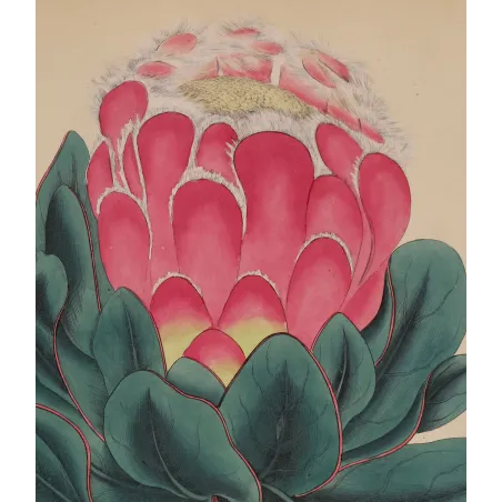 Broad-Leaved Protea Antique Print | Henry Charles Andrews