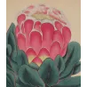 Broad-Leaved Showy Protea (Protea speciosa) – Original Hand-Colored Engraving by Henry Andrews, Antique Botanical Print (1799)