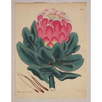 Broad-Leaved Protea Antique Print | Henry Charles Andrews
