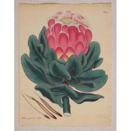 Broad-Leaved Protea Antique Print | Henry Charles Andrews