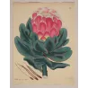 Broad-Leaved Showy Protea (Protea speciosa) – Original Hand-Colored Engraving by Henry Andrews, Antique Botanical Print (1799)
