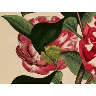 Original hand-coloured engraving of Camellia japonica from Henry Charles Andrews' The Botanist's Repository, published c.1799.
