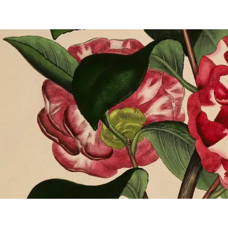 Japanese Camellia (Camellia japonica) | Original Henry Andrews Botanical Print 1799