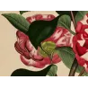 Japanese Camellia (Camellia japonica) – Original Hand-Colored Engraving by Henry Andrews, Antique Botanical Print (1799)