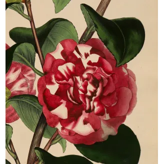 Original hand-coloured engraving of Camellia japonica from Henry Charles Andrews' The Botanist's Repository, published c.1799.