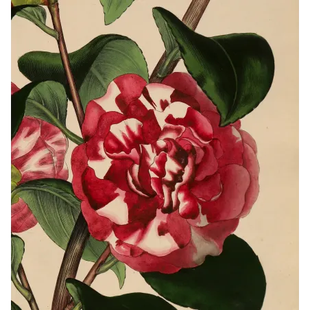 Original hand-coloured engraving of Camellia japonica from Henry Andrews' The Botanist's Repository