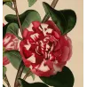 Original hand-coloured engraving of Camellia japonica from Henry Andrews' The Botanist's Repository