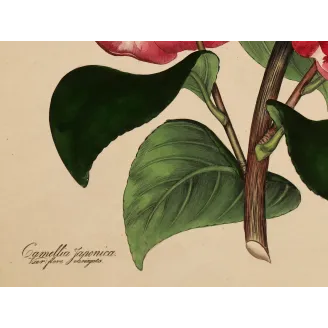 Japanese Camellia (Camellia japonica) | Original Henry Andrews Botanical Print 1799