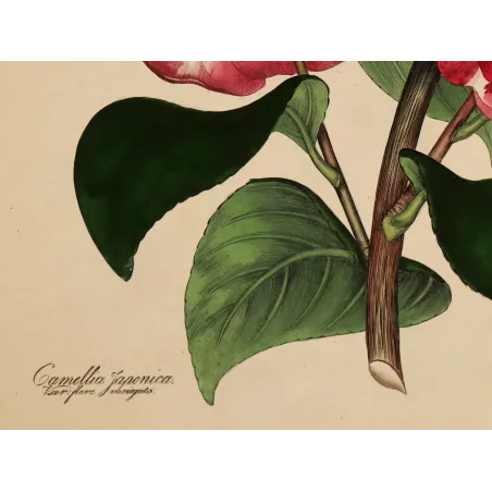 Japanese Camellia (Camellia japonica) | Original Henry Andrews Botanical Print 1799