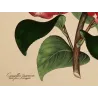 Japanese Camellia (Camellia japonica) – Original Hand-Colored Engraving by Henry Andrews, Antique Botanical Print (1799)