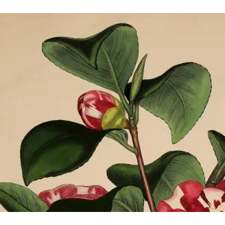 Japanese Camellia (Camellia japonica) | Original Henry Andrews Botanical Print 1799