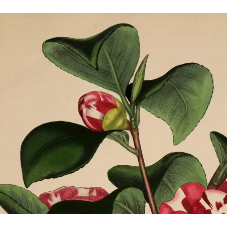 Japanese Camellia (Camellia japonica) | Original Henry Andrews Botanical Print 1799