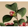 Japanese Camellia (Camellia japonica) – Original Hand-Colored Engraving by Henry Andrews, Antique Botanical Print (1799)
