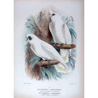 Little Corella by Roland Green – The Birds of Australia