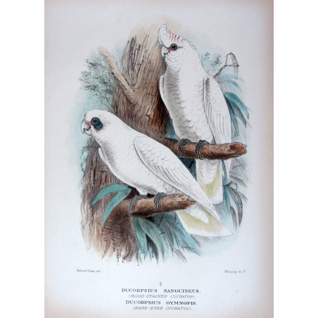 Little Corella by Roland Green – The Birds of Australia