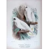Little Corella (*Licmetis tenuirostris*) – Original lithograph by Green, Mathews (1910–27)