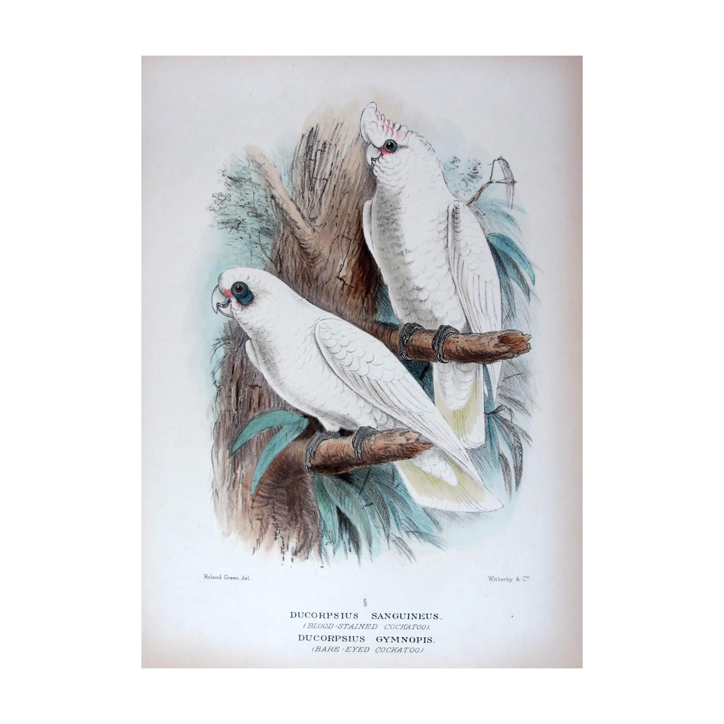 Little Corella by Roland Green – The Birds of Australia